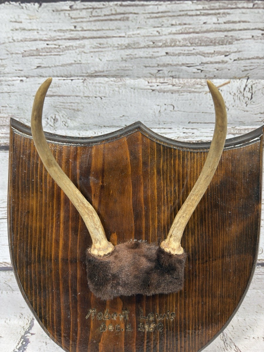 VTG Spike Buck 2 Point Whitetail Deer Antler Mount On Wood Plaque
