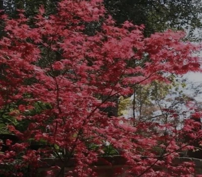 Acer palmatum 'Shindeshojo' Japanese Maple Bonsai FREE EXPRESS POST - image 1 of 4