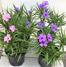 6 petunia ruellia  live plants 3 purple 3 pink