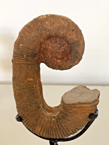 Fossil Ammonite Heteromorph On Bronze Stand - Picture 7 of 11