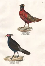 Pheasant pheasant Phasianus satyr tragopane birds birds lithograph Brodtmann 1830