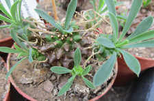 EUPHORBIA BUPLEURIFOLIA x SUSANNAE - another unusual succulent plant.