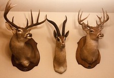 Two (2) 8-point whitetail deer Shoulder mounts One (1) gazelle Shoulder mount
