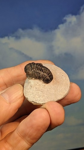 Fósil Phacops Trilobite en matriz preparada 48 mm x 35 mm hermoso independiente - Imagen 6 de 6
