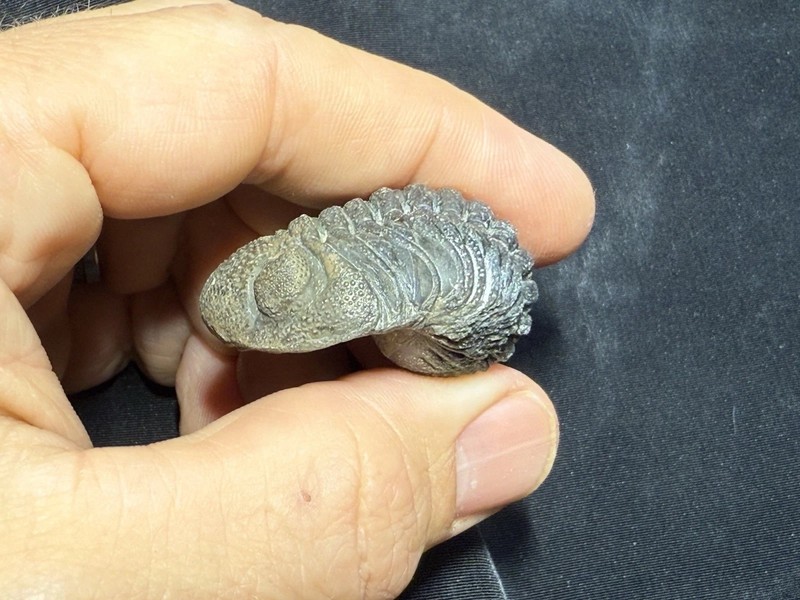 Large rolled  Phacops Barrandeops Trilobite fossil Devonian of Morocco 
