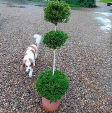 Buxus sempervirens (Common Box) 3 balls on stem total height 100cm
