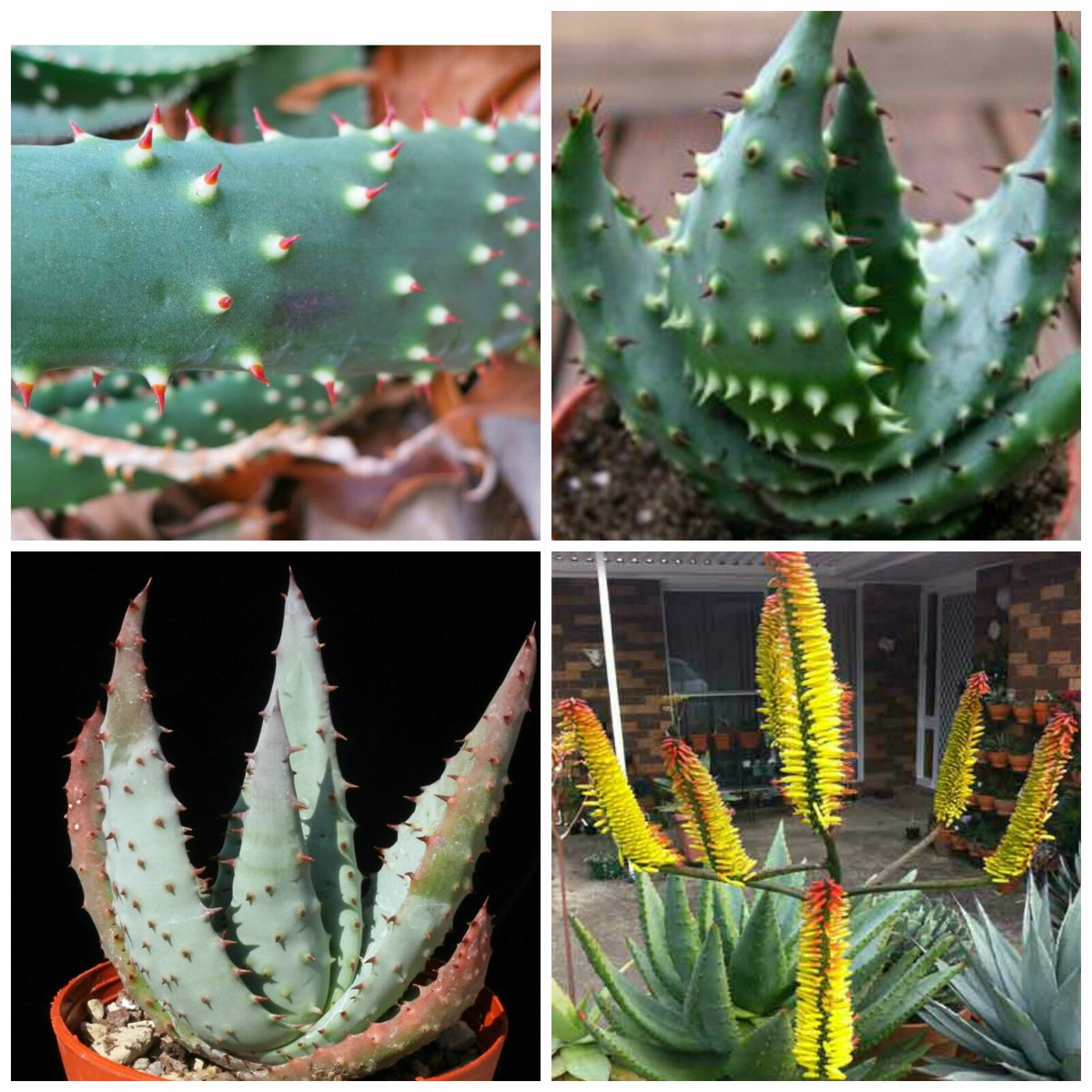 Aloe aculeata Ngopanie アロエ アクレアータゴッパニー Aloe aculeata, Ngopanie Aloe - 10 See ds | eBay