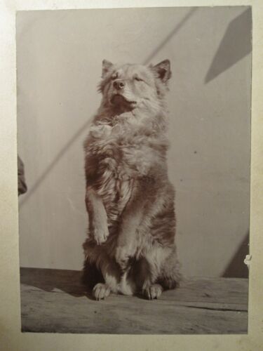 ANTIQUE 1902 SHANGHAI CHINA CHINESE FOO DOG STAMP POSTMARK HOLYOKE MA RARE PHOTO - Afbeelding 1 van 12