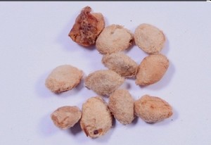 100 Beal Patra, Bilva, Beal, Bel Patra Se eds for Planting Pooja Hr hr mahadev