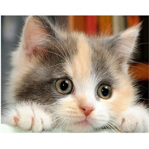 Needlework 5d Diamond Peinture Gros Yeux Chat Mosaique Dessin De Broderie Stitch Ebay