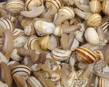 Chiocciole Mature Var. Rigatella Raccolte Fresche Da spurgare 1kg circa 350/300