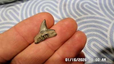 #ad Beautiful Huge .74quot; Rare Hammerhead Shark Tooth Bone Valley Florida Gem $19.99