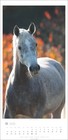 Bild 12 von 16