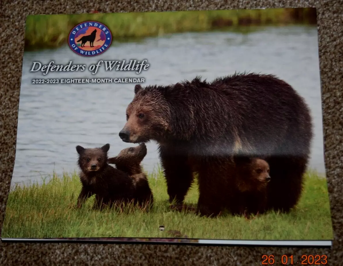 Grizzly Bear  Defenders of Wildlife