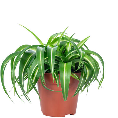 Grünlilie ''Bonnie'' - Chlorophytum Comosum - Höhe ca. 25 cm, Topf-Ø 12 cm