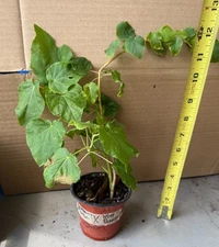 Hardy Hibiscus cross: Blackberry Merlot x Head Over Heels Passion