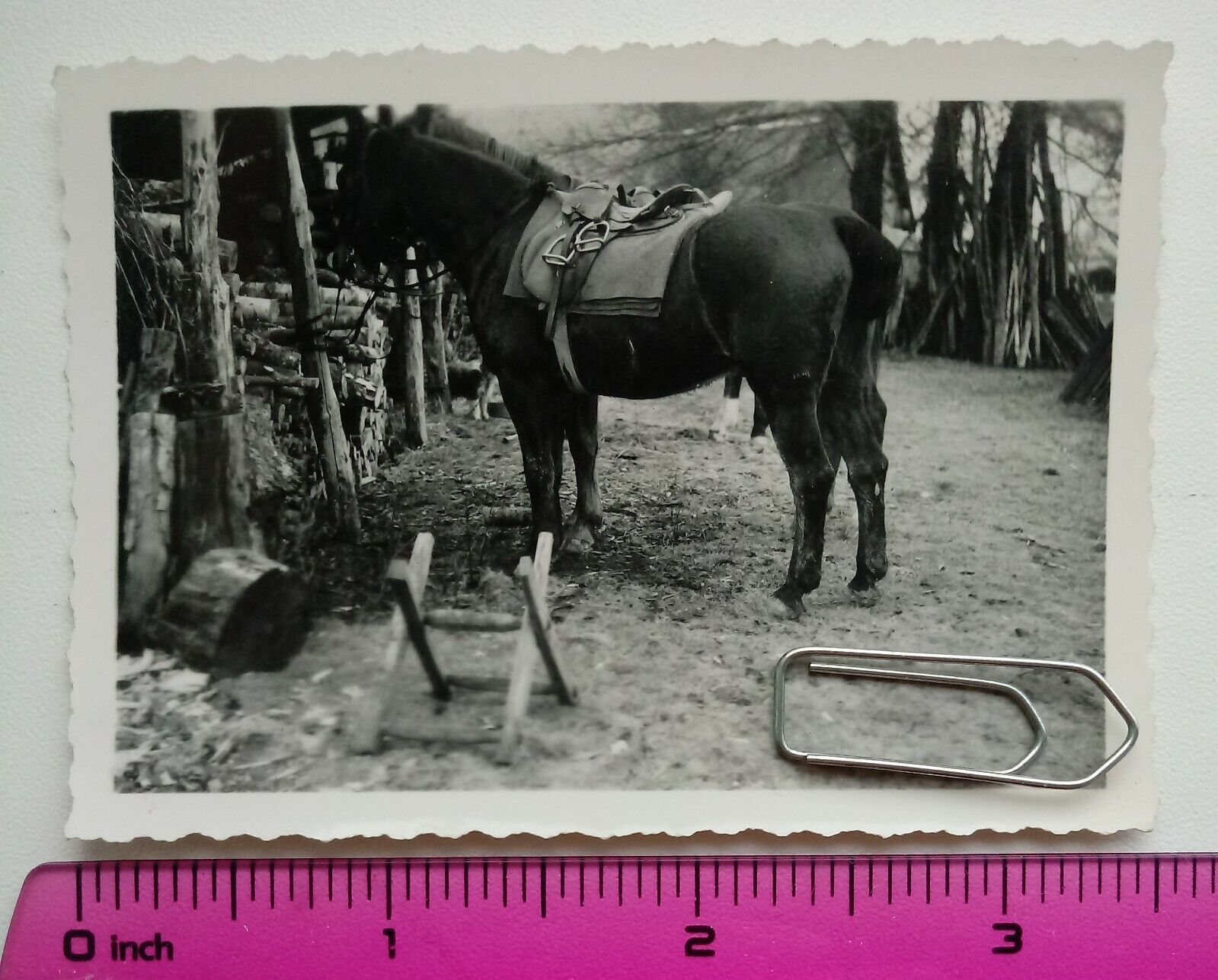 079 WW2 Orig. Photo German Soldier's Horse 2.5 x 3.5 inch