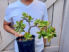 Golden Jade Succulent Crassula Ovata Hummel Sunset Great for bonsai