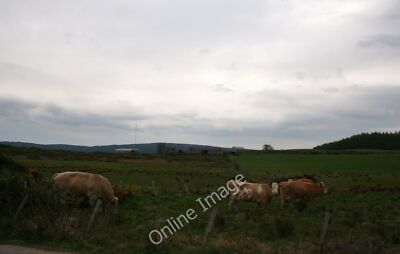 Foto 6x4 East Mulloch Crossroads\/NO7594 Rinder grasen auf Feldern davor um 2010