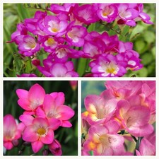 Single Flowering Pink  Freesia Bulbs, Beautiful Scent.Pretty Pink Summer Colours