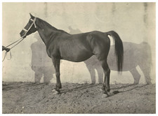 France, Pur Sang Arabe, Cheval Fassa vintage albumen print Tirage albuminé  