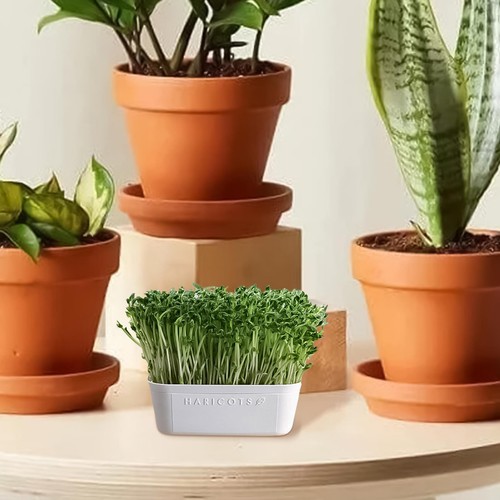 Seed Sprouter Tray Container Wheatgrass Grower Lid Sprouting Bean Mung - Picture 5 of 12
