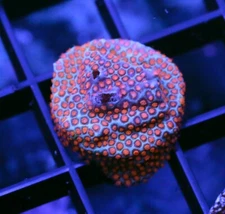 DIYreefer Live Coral WYSIWYG Pink Sand Dollar Porites Frag