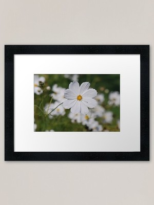 My COSMOS ... '' I LOVE YOU'' Framed  Framed Wall Art Poster Canvas Print Picture