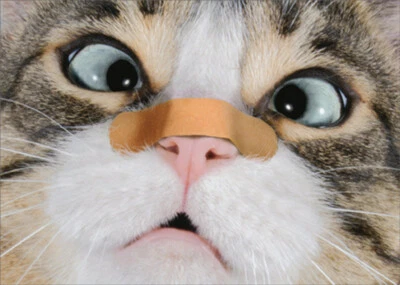 Avanti Press Cat with Bandage on Nose Humorous Funny Get Well Card