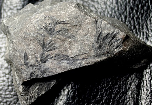 Annularia radiata - Carboniferous fossil calamite plant - Picture 2 of 2