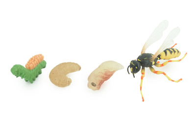 Hornet, Wasp Life Cycle, 4 Piece Toy Set, Realistic Rubber Model, 3'' CH995 BB215