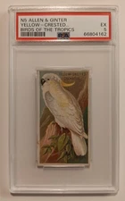 1889 N5 Allen & Ginter Birds of the Tropics - Yellow-Crested Cockatoo - PSA 5