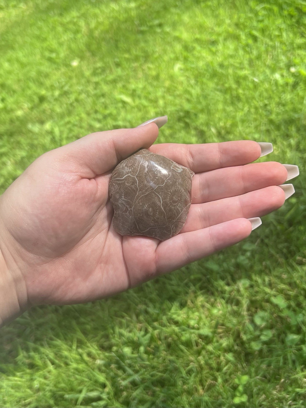 Polished Coral Fossil- Natural 2” Fossilized Hexagonaria Coral Specimen Morocco
