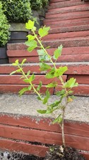 Gooseberry Plant Shrub Hinnonmaki Red circa 40cm