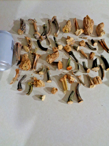 HUGE LOT of 50 Assorted Thin Small Chunky Natural Dried Pumpkin Gourd Stems