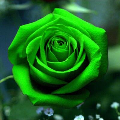 Bright Green #29 Rose Rose Bush 50 or 100 Seeds~Rare-Free Shipping