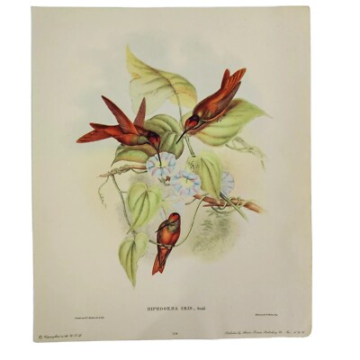J. Gould HC Richter Hummingbird Diphogena Iris Litho 104 - 10'' x 12''