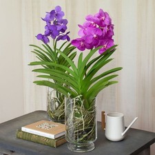 Orchid Vanda Rear Pink In Glass Vase 