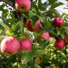 🍎 Pink Lady Apple Seeds - 10 Seeds - Grow