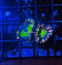 CE- WYSIWY Grim Reaper Acan Lord Micromussa - Live Coral Frag LPS SPS #R1A2