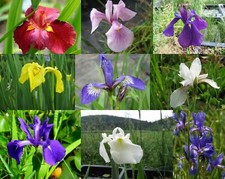 Sumpfiris mix, Iris Mix Teichpflanze Sumpfpflanze Teichpflanzen Teich