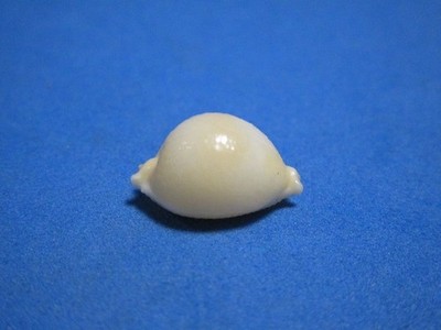 Cypraea Pustularia chiapponii Lorenz, 1999 ''CHICKPEA COWRIE!'' (17.5mm)