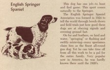English Springer Spaniel - CUSTOM MATTED - Vintage Dog Print - 1954 M. Dennis