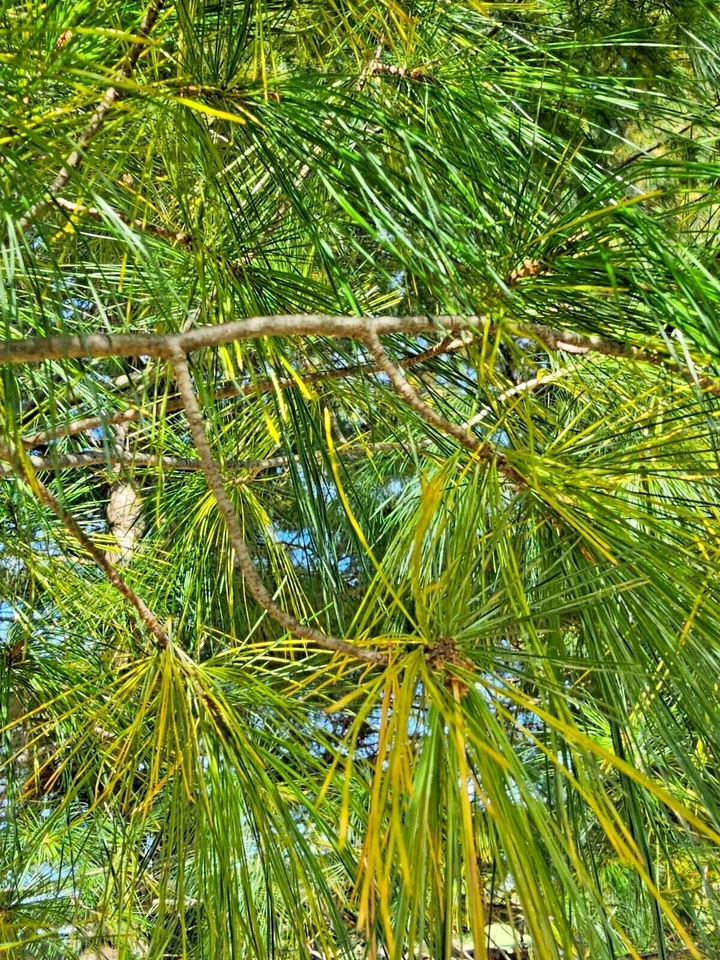 Agujas de té de pino blanco infusión orgánica recién recogidas silvestres cultivadas en Wisconsin Foto 4 de 4