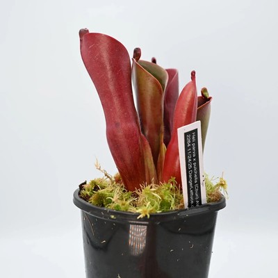 Heliamphora parva x pulchella (Churi) AW RSC - 4.33
