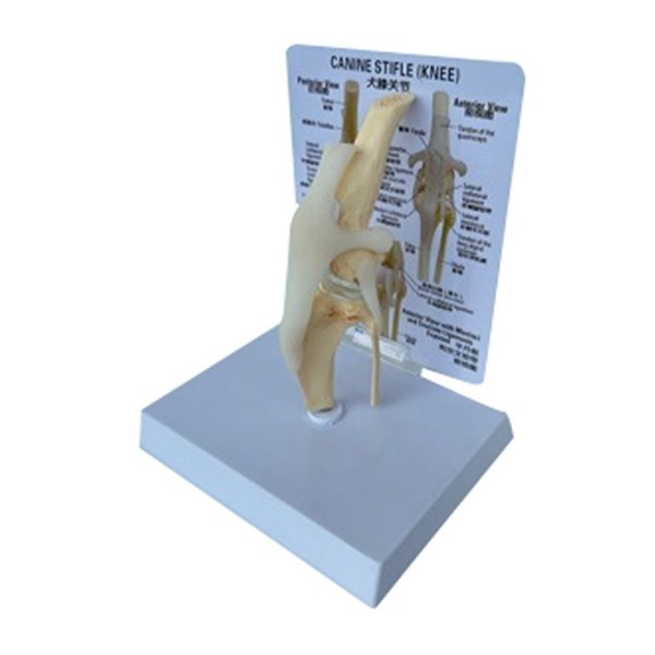 Eurowagens Anatomisches Modell Hundeknochen Modell Tier Skelett Kniegelenk-image