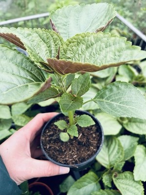 1 Set 3 Koreanische Perilla junge pflanze Sesame Blätter Shiso
