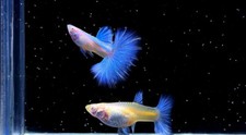 Guppy Blue Topaz  BDS HALFMOON Fin C 3 Months  BREEDING LIVE FISH QUALITY USA