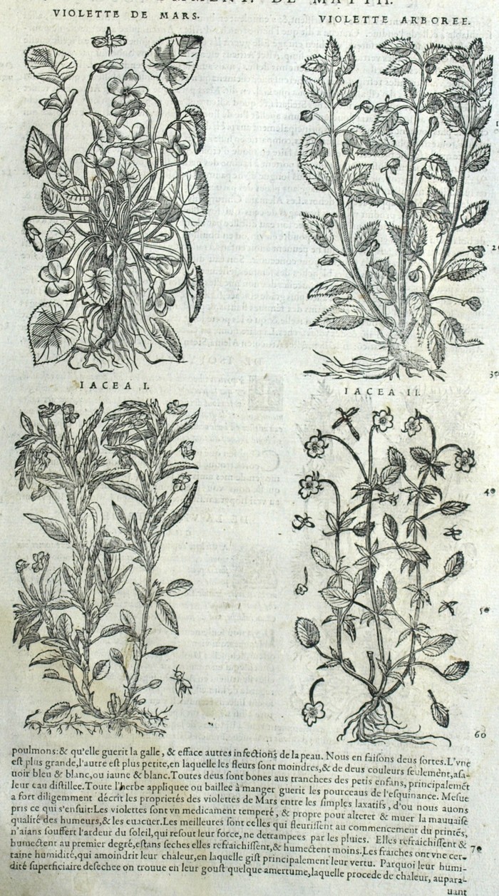 Botanical Violet Flower Isopyrum Matthioli Mattioli Matthiole ...