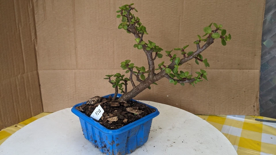 Pre Bonsai -mini Jade-Portulacaria -Unique Fantastic -Easy Care Tropical (PJ03) - Image 2 of 4